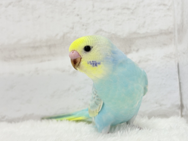 【最新画像更新🪄】パステル界の美人担当.*・゚セキセイインコ(パステルレインボー) ヒナ セキセイインコ