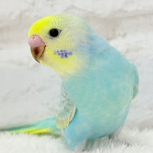 【最新画像更新🪄】パステル界の美人担当.*･ﾟセキセイインコ(パステルレインボー) ヒナ