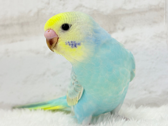 【最新画像更新🪄】パステル界の美人担当.*・゚セキセイインコ(パステルレインボー) ヒナ 【最新画像更新🪄】パステル界の美人担当.*・゚セキセイインコ(パステルレインボー) ヒナ