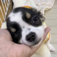 更新📷牛さんのような模様のチワワちゃん！