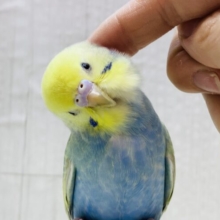 最新画像・動画あります🩷🌸見ているだけで春が訪れます🌷セキセイインコのパステルカラーレインボー🫧‪