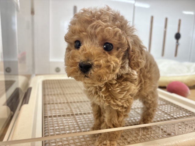 甘々ボーイのレアカラー✨トイプードルくん! トイプードル