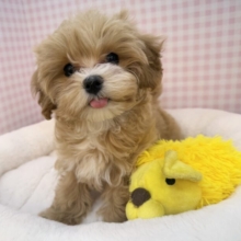 最新📷メロメロ必須！マルプーの女の子💖