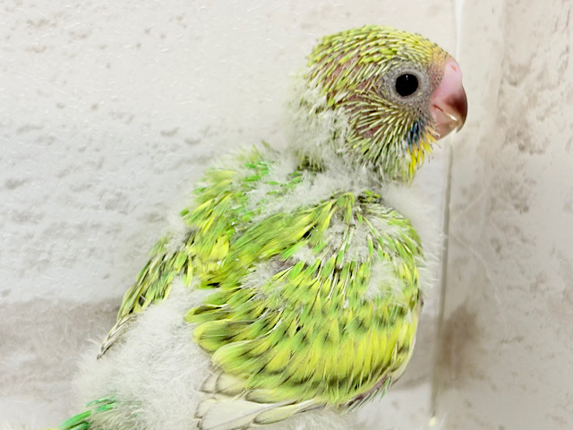 セキセイインコ の販売一覧| 千葉県・栃木県・神奈川県・埼玉県の