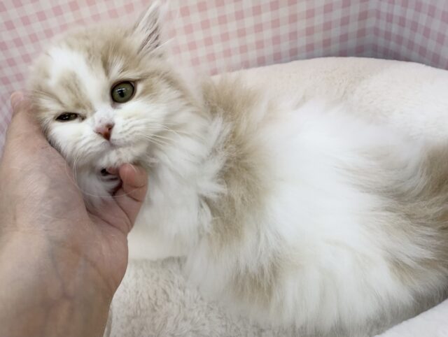 スコティッシュフォールド