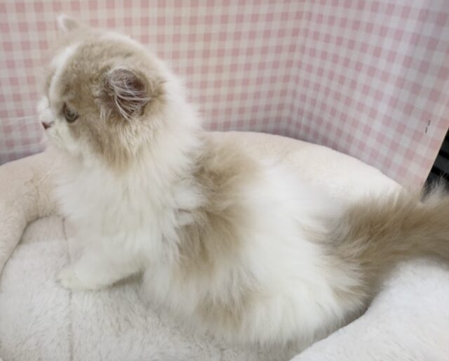 スコティッシュフォールド