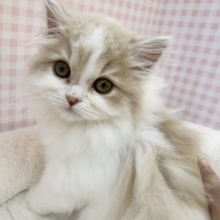 遊ぶの大好き！スコティッシュちゃん