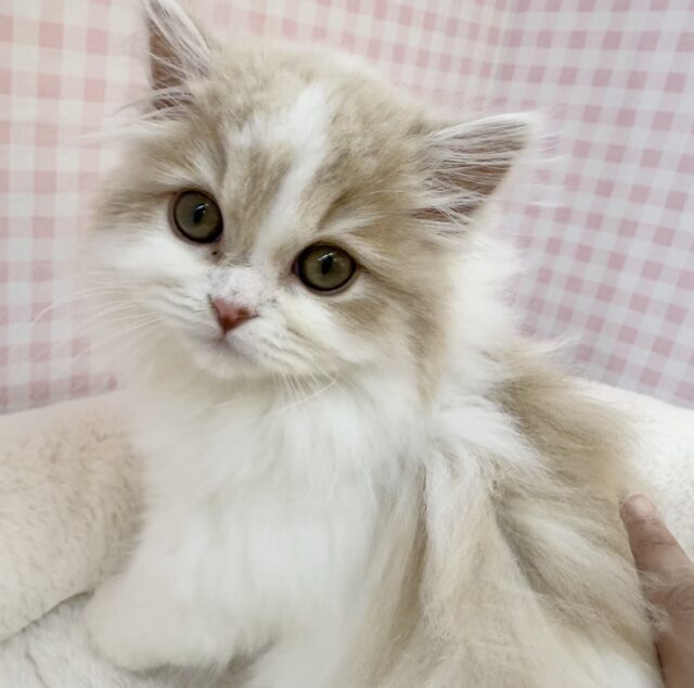 遊ぶの大好き！スコティッシュちゃん