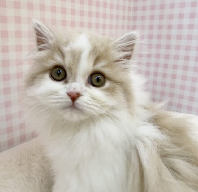 スコティッシュフォールド