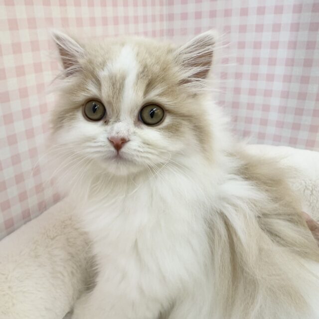 スコティッシュフォールド