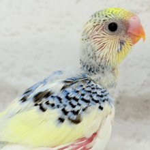 お花みたいなキュート色🐣🌼🪻セキセイインコ(パステルレインボーパイド) ヒナ