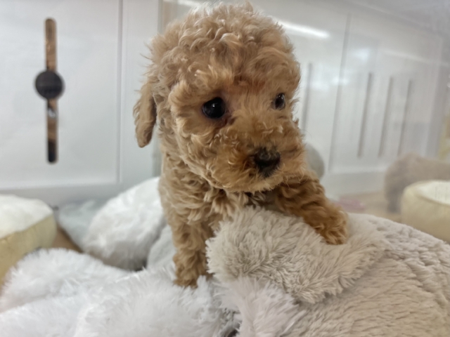 甘々ボーイのレアカラー✨トイプードルくん! トイプードル