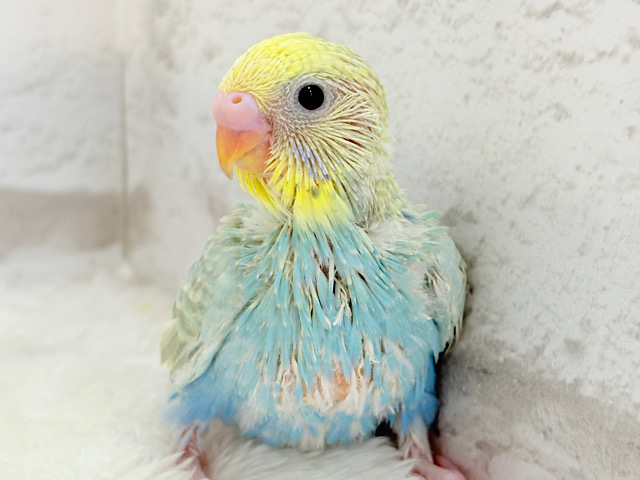 オンリーワン‪☆宝石カラー🐣💎.*セキセイインコ(パステルカラーレインボー) ヒナ