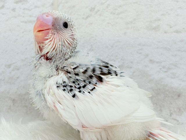個性的カラー‪☆上目遣いが得意な子♥セキセイインコ(パイド) ヒナ