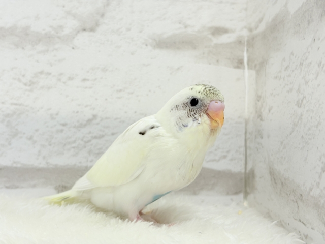 【最新画像更新🪄】好奇心の塊♥探検するゾ!!セキセイインコ(クリームハルクイン) ヒナ セキセイインコ