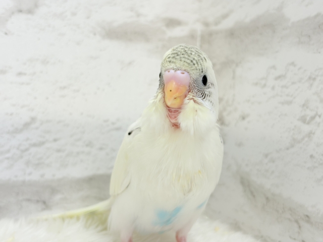 【最新画像更新🪄】好奇心の塊♥探検するゾ!!セキセイインコ(クリームハルクイン) ヒナ セキセイインコ