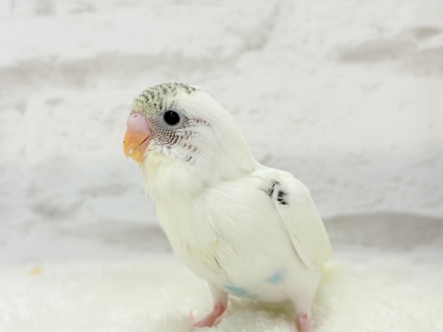 【最新画像更新🪄】好奇心の塊♥探検するゾ!!セキセイインコ(クリームハルクイン) ヒナ セキセイインコ