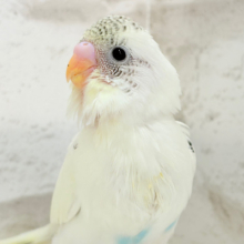 【最新画像更新🪄】好奇心の塊♥探検するゾ！！セキセイインコ(クリームハルクイン) ヒナ