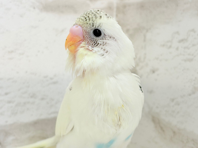 【最新画像更新🪄】好奇心の塊♥探検するゾ!!セキセイインコ(クリームハルクイン) ヒナ 【最新画像更新🪄】好奇心の塊♥探検するゾ!!セキセイインコ(クリームハルクイン) ヒナ