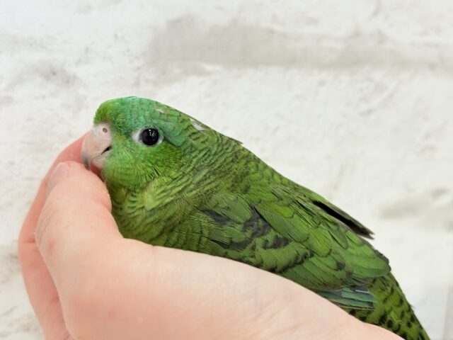 サザナミインコ