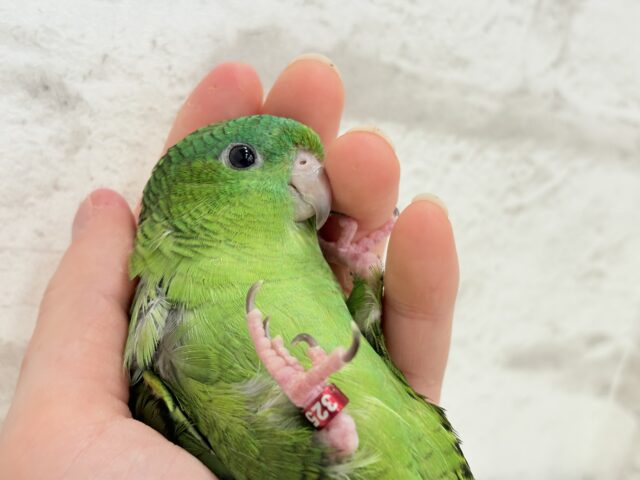 サザナミインコ