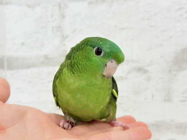 サザナミインコ