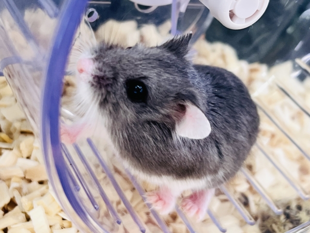 ロボロフスキーハムスター