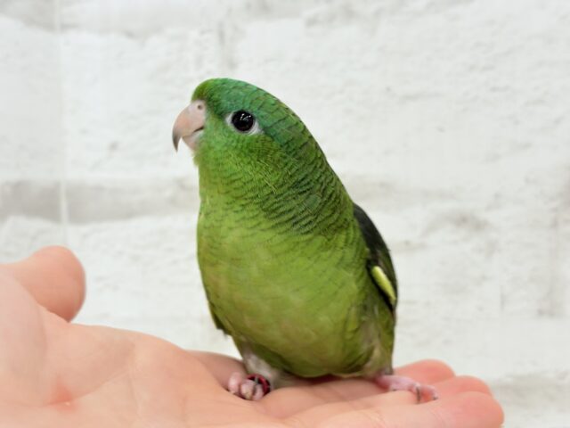 サザナミインコ