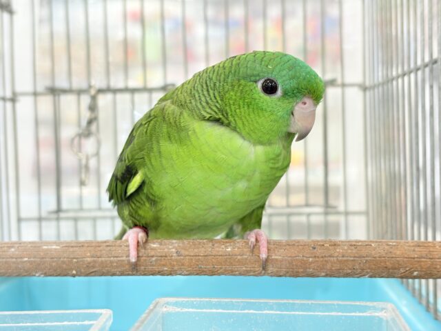サザナミインコ