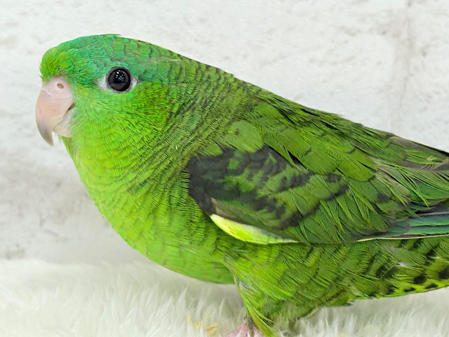 定番で最強に可愛いまるっこちゃん🐥💚サザナミインコ(ノーマル) 女の子
