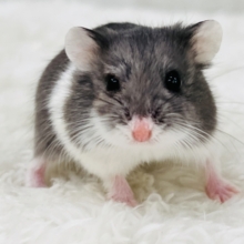 やんちゃ顔⁉️運動大好き！ロボロフスキーハムスターのブルー💙