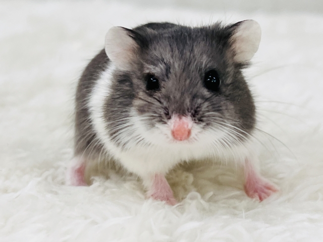 やんちゃ顔⁉️運動大好き！ロボロフスキーハムスターのブルー💙