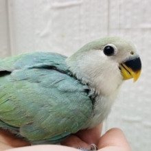 最新画像有ります☀️まん丸おめめが輝いてます✨✨コザクラインコのブルーチェリー🫐