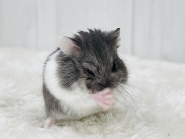 ロボロフスキーハムスター