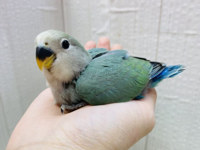最新画像有ります☀️まん丸おめめが輝いてます✨✨コザクラインコのブルーチェリー🫐 コザクラインコ(小桜インコ)