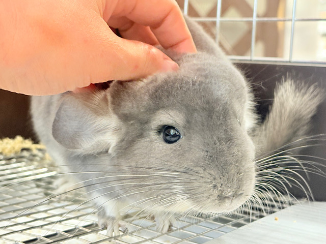 抱っこなでなでOK🙆‍♀️可愛さと美しさW盛り🐭💖チンチラ(バイオレット) 女の子