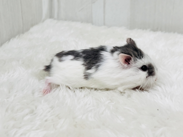 ロボロフスキーハムスター