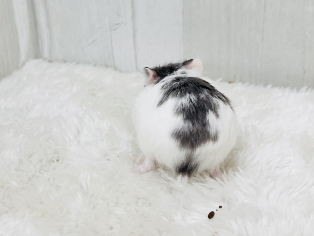 ロボロフスキーハムスター