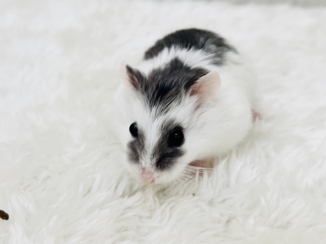 ロボロフスキーハムスター