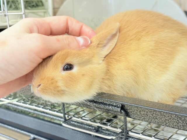 ネザーランドドワーフ