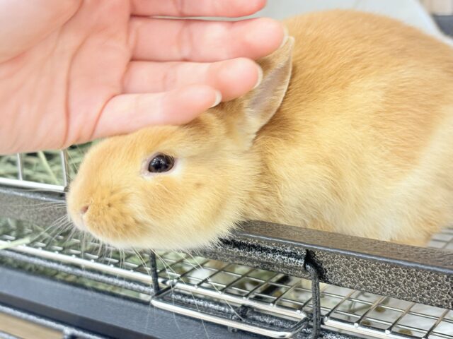 ネザーランドドワーフ