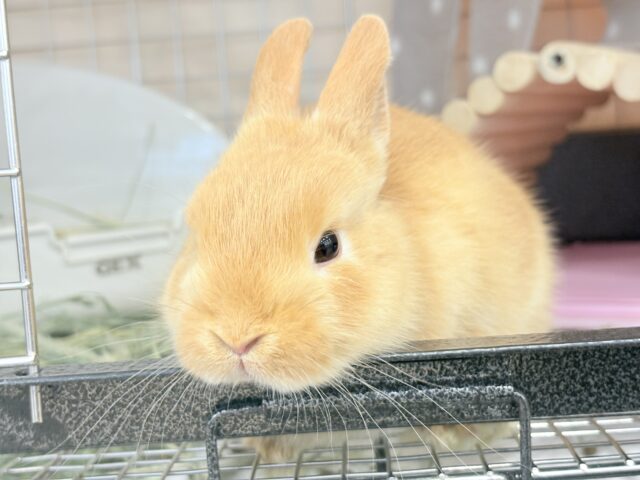 ネザーランドドワーフ