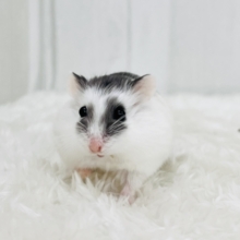 のんびり子牛くん🐮ロボロフスキーハムスターのブルーパイド🌻