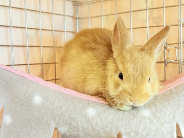 ネザーランドドワーフ