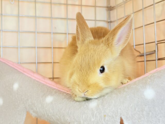 ネザーランドドワーフ