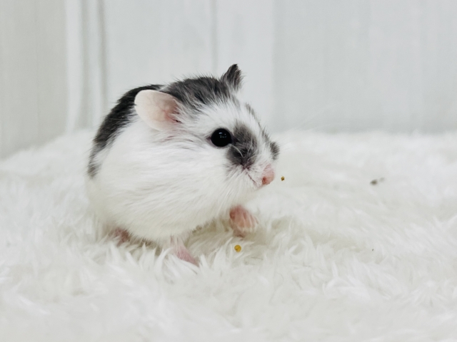 ロボロフスキーハムスター
