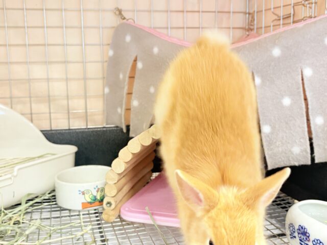 ネザーランドドワーフ