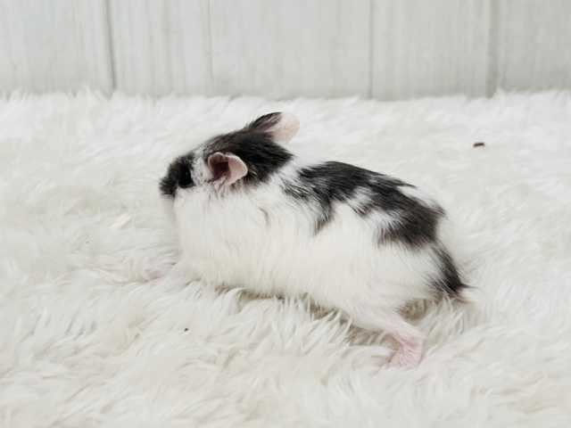 ロボロフスキーハムスター