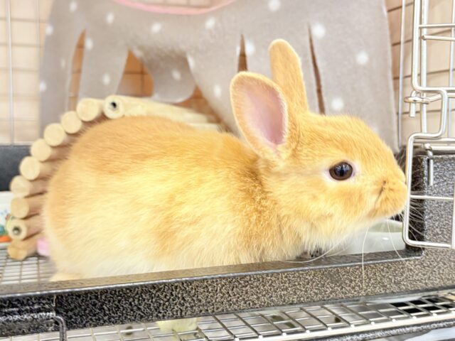 ネザーランドドワーフ