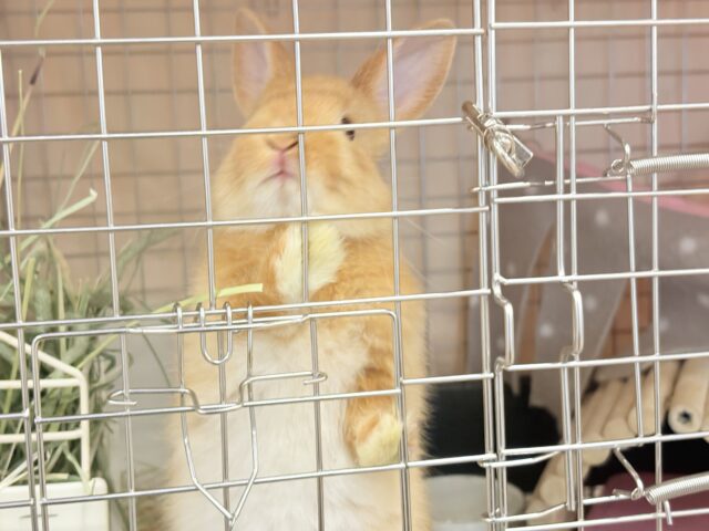 ネザーランドドワーフ